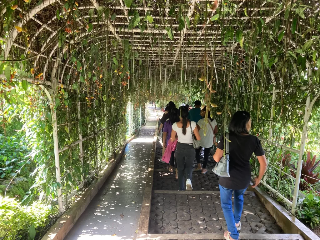 ボタニカルガーデン内の垂れ草のトンネル